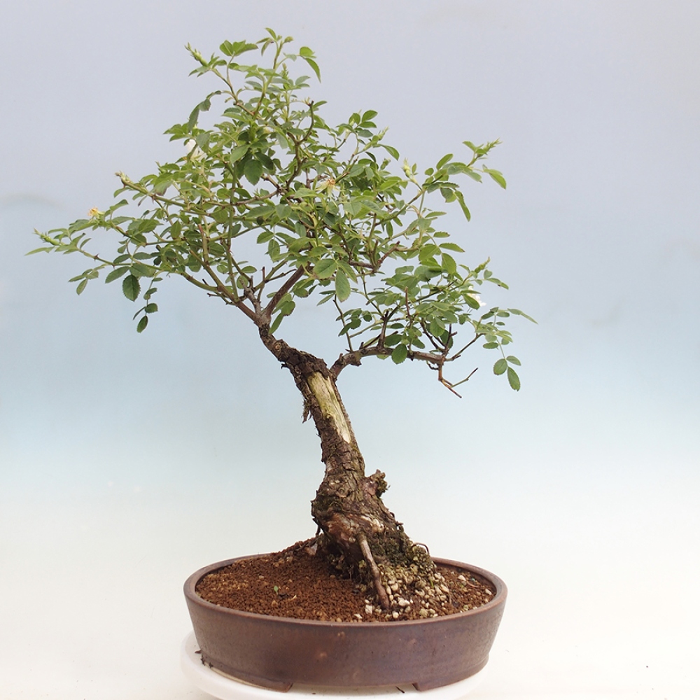 Freilandbonsai - Rosa Kordes -  Rose