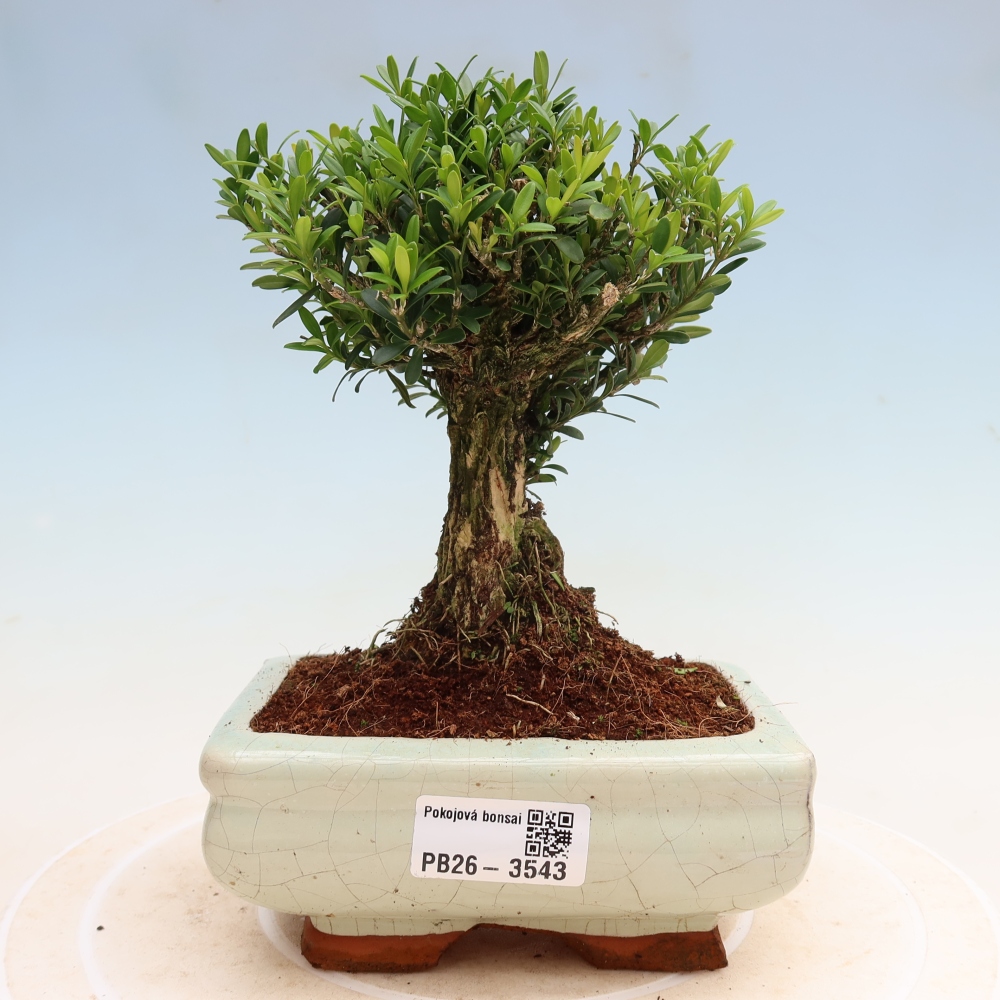 Zimmer Bonsai - Buxus harlandii - Korkbuxus