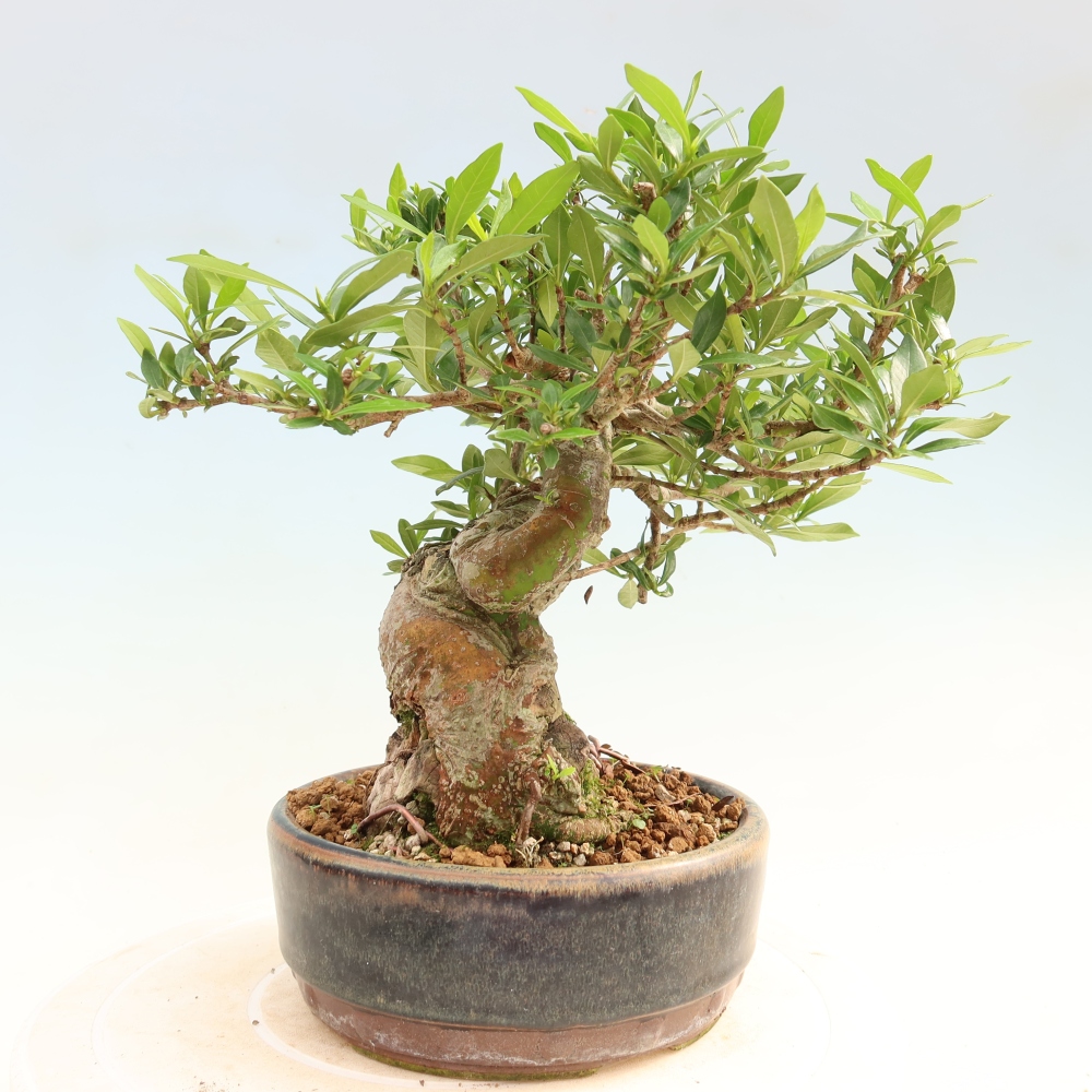 Zimmer Bonsai - Gardenia jasminoides-Gardenia