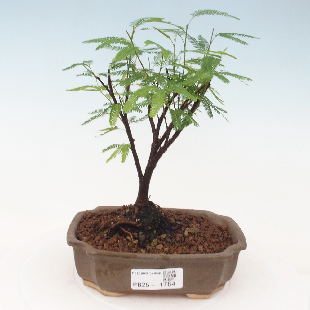 Zimmer Bonsai-Calliandra surinamensis Dixie Pink -Kaliandra von Suria
