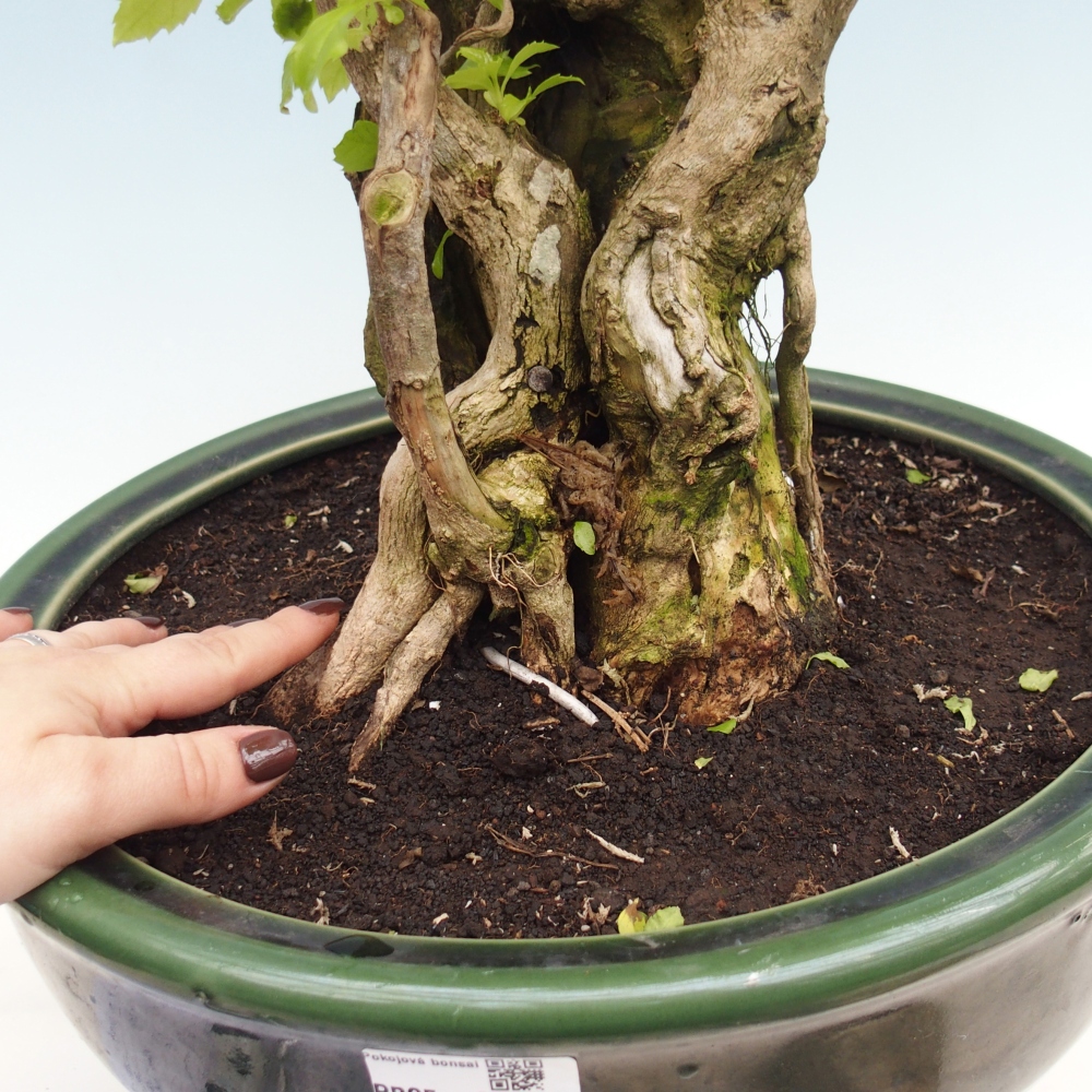 Zimmerbonsai - Duranta erecta Aurea - NUR PERSÖNLICHE ABHOLUNG oder Palettentransport