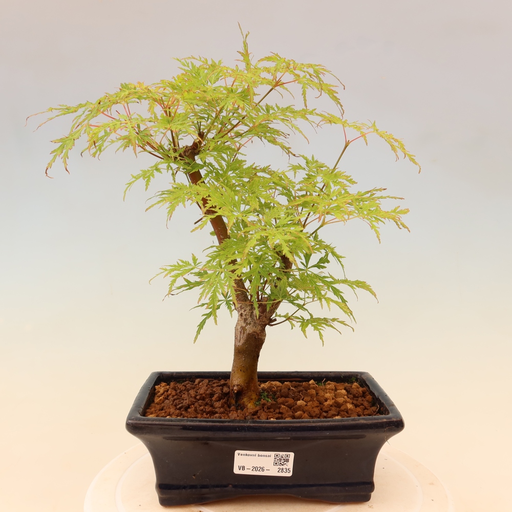 Bonsai für draußen - Acer palmatum Dissectum