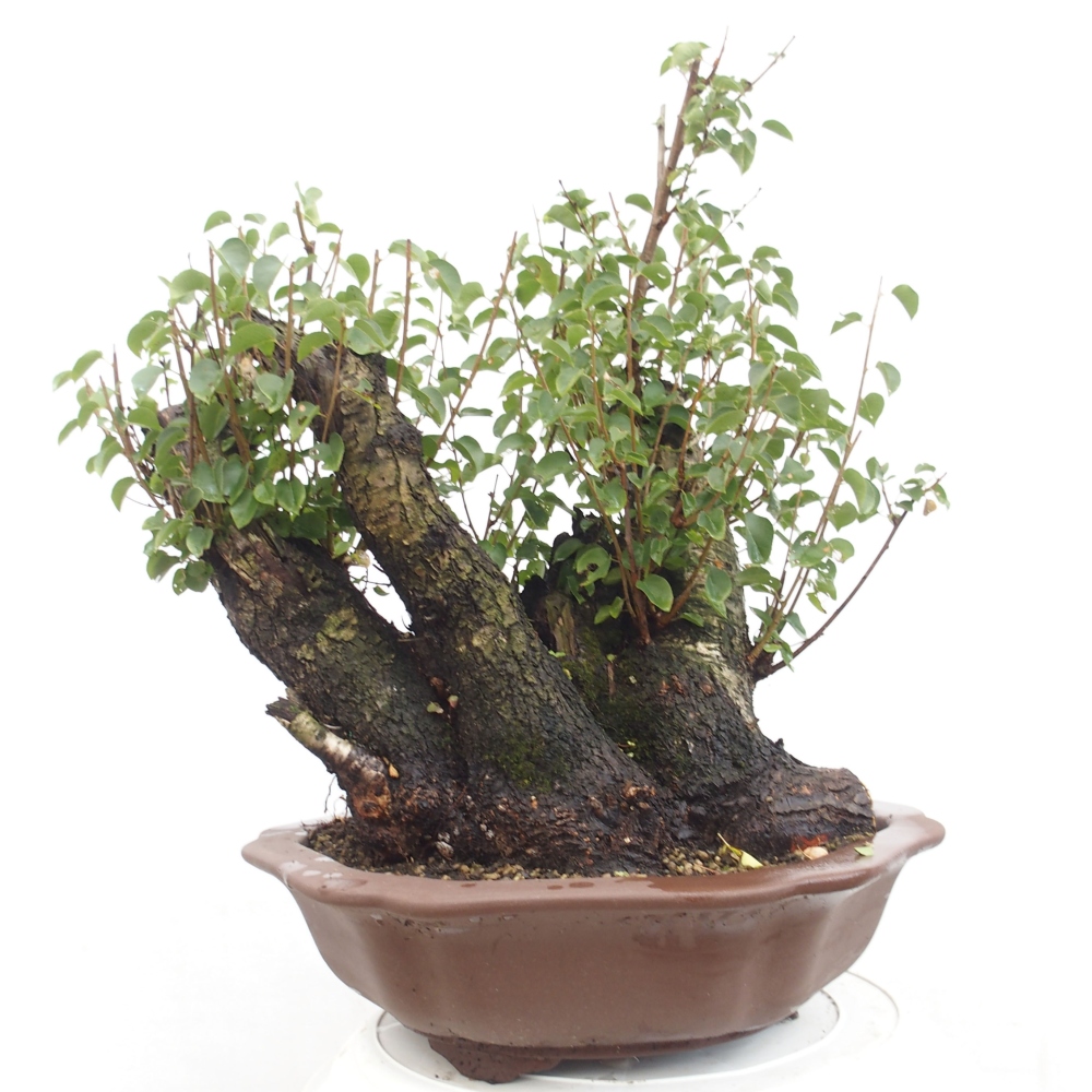 Bonsai im Freien - Mahalebka - Prunus mahaleb