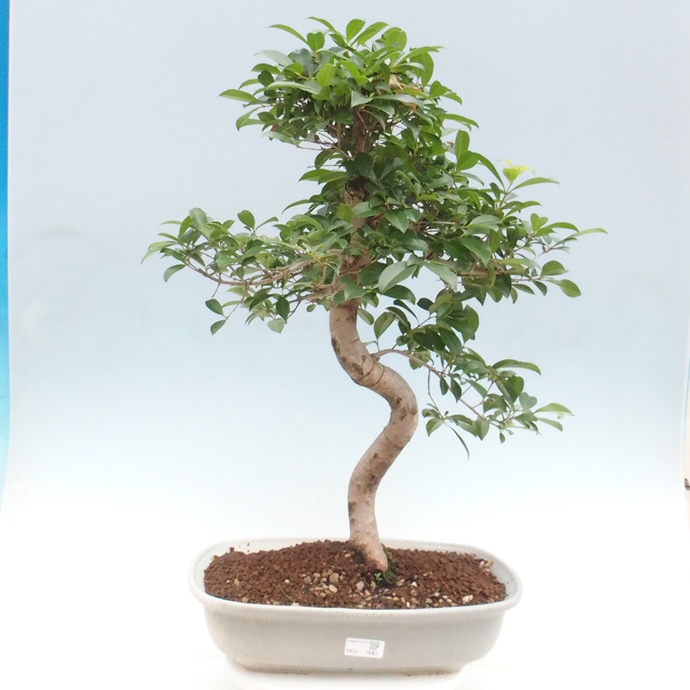 Indoor Bonsai - Australische Kirsche - Eugenia uniflora