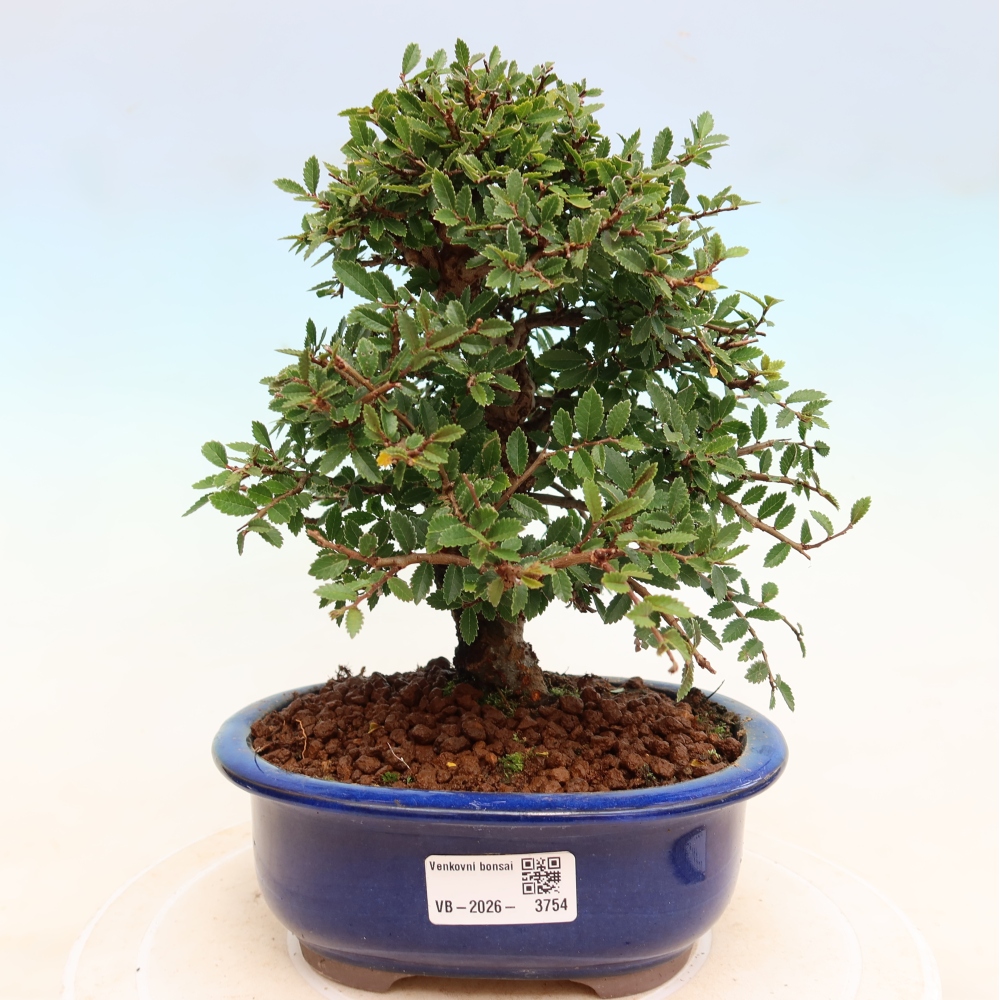 Bonsai für draußen - Zelkova - Zelkova NIRE
