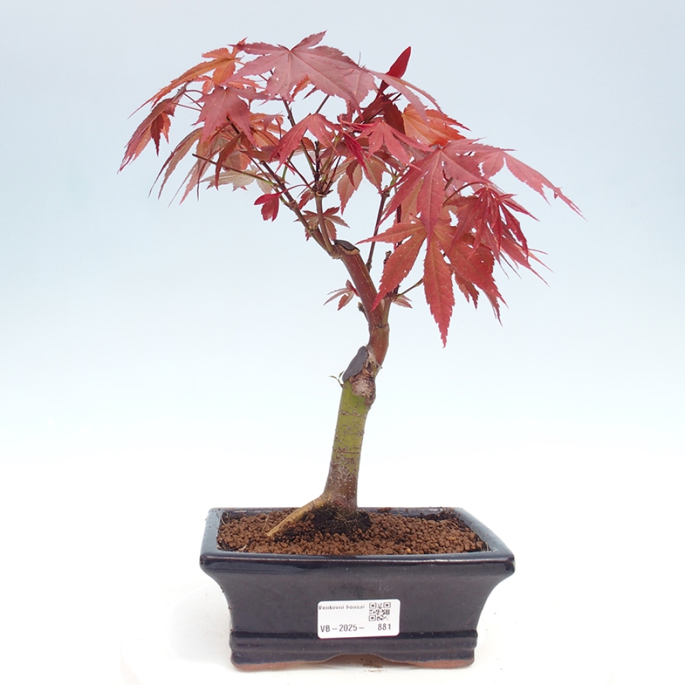 Bonsai im Freien - Acer-Palme. Atropurpureum-Palmenblatt-Ahorn