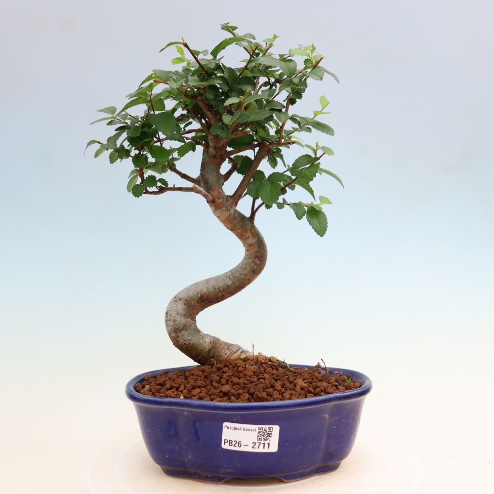 Zimmerbonsai - Ulmus parvifolia - Kleinblättrige Ulme