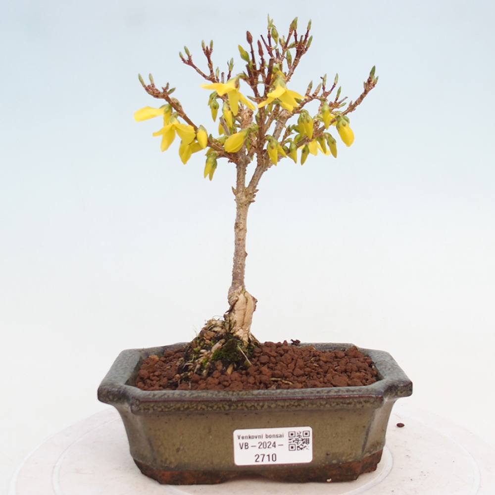 Bonsai im Freien - Forsythie - Forsythia intermedia 
