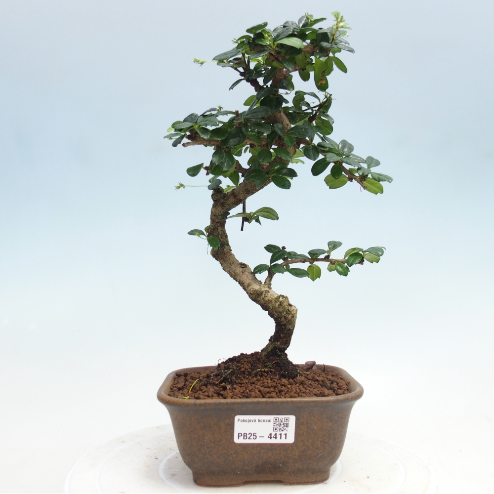 Zimmer-Bonsai - Carmona macrophylla - Tee-Fuki