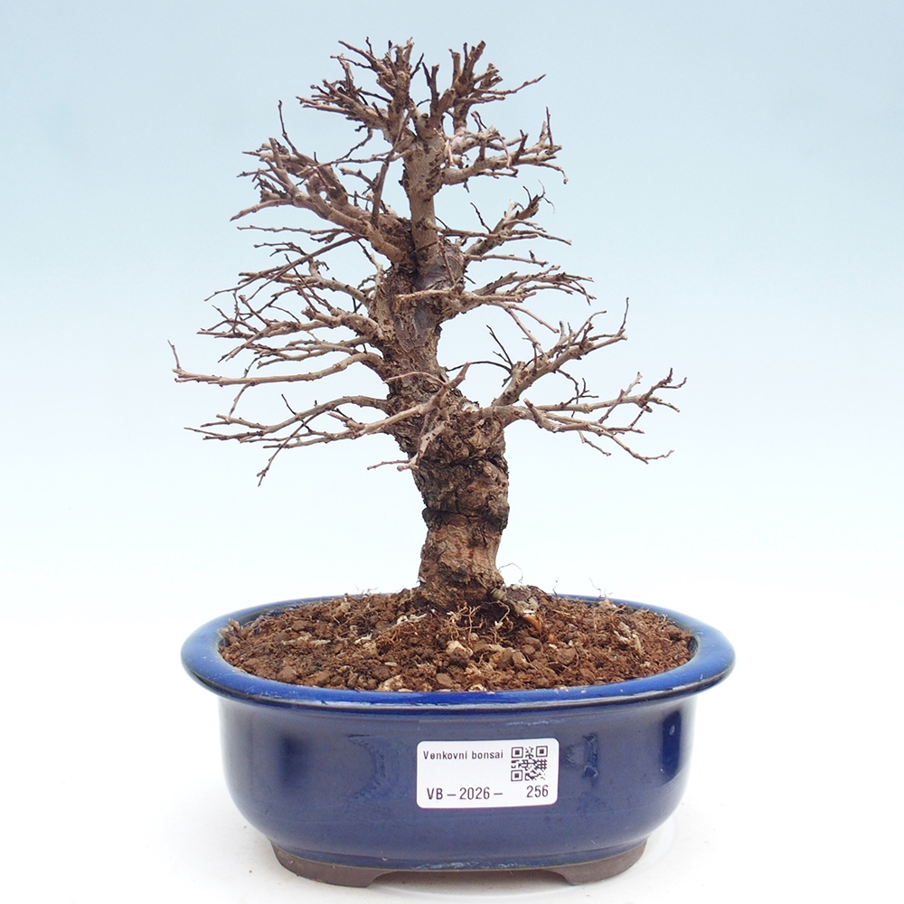 Bonsai für draußen - Zelkova - Zelkova NIRE