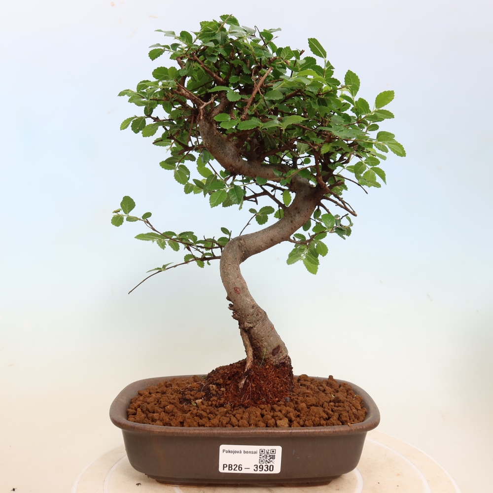 Zimmerbonsai - Ulmus parvifolia - Kleinblättrige Ulme
