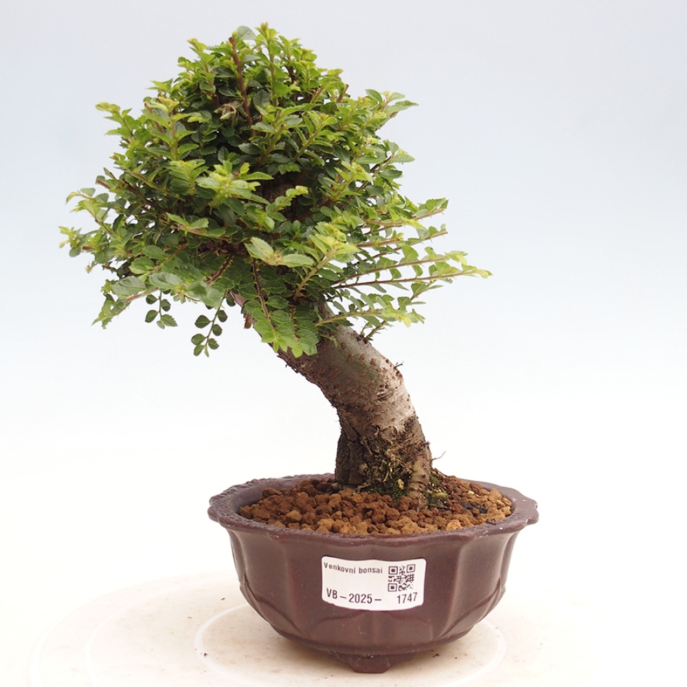 Bonsai im Freien - Ulmus parvifolia Hokkaido - Chinesische Ulme