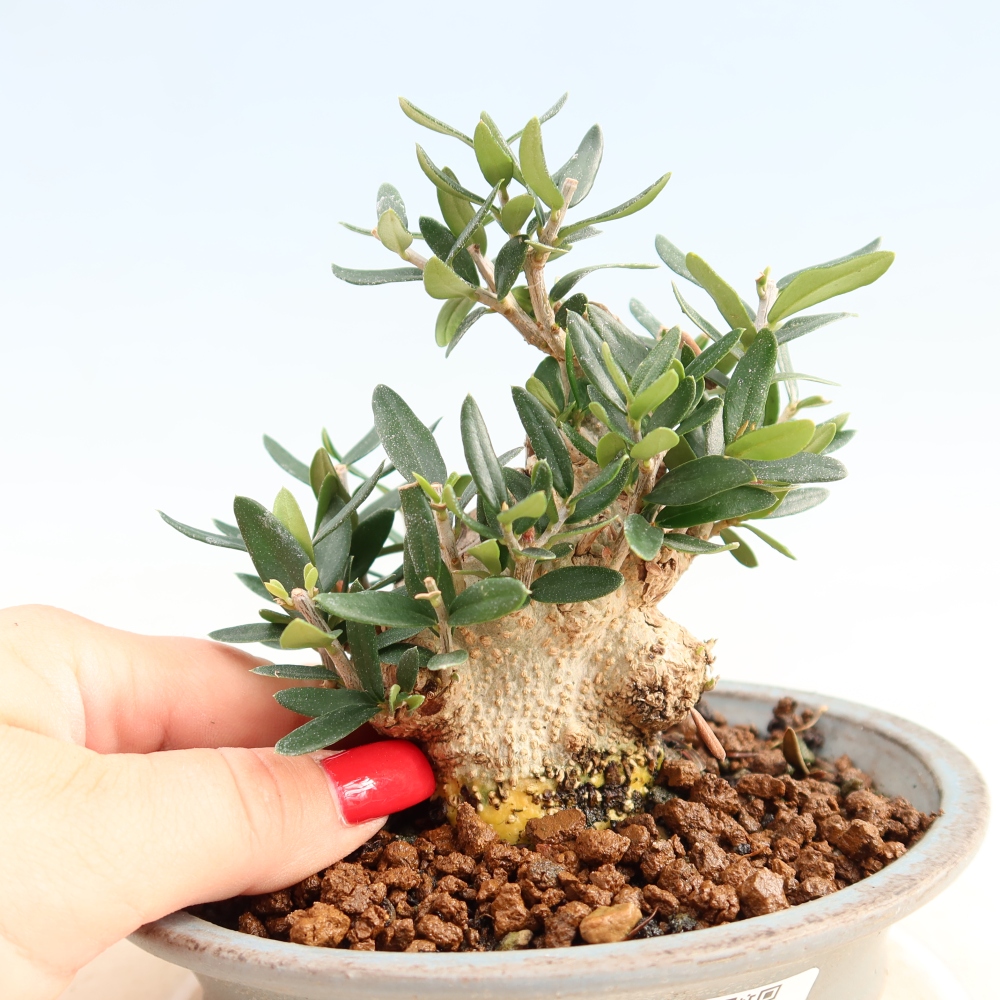 Zimmerbonsai - Olea europaea sylvestris