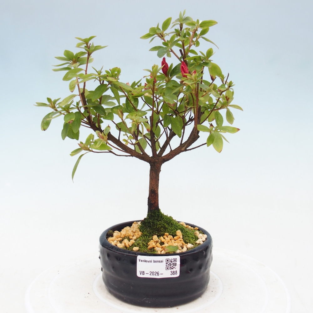 Bonsai für draußen - Japanische Azalee - Azalea sp.