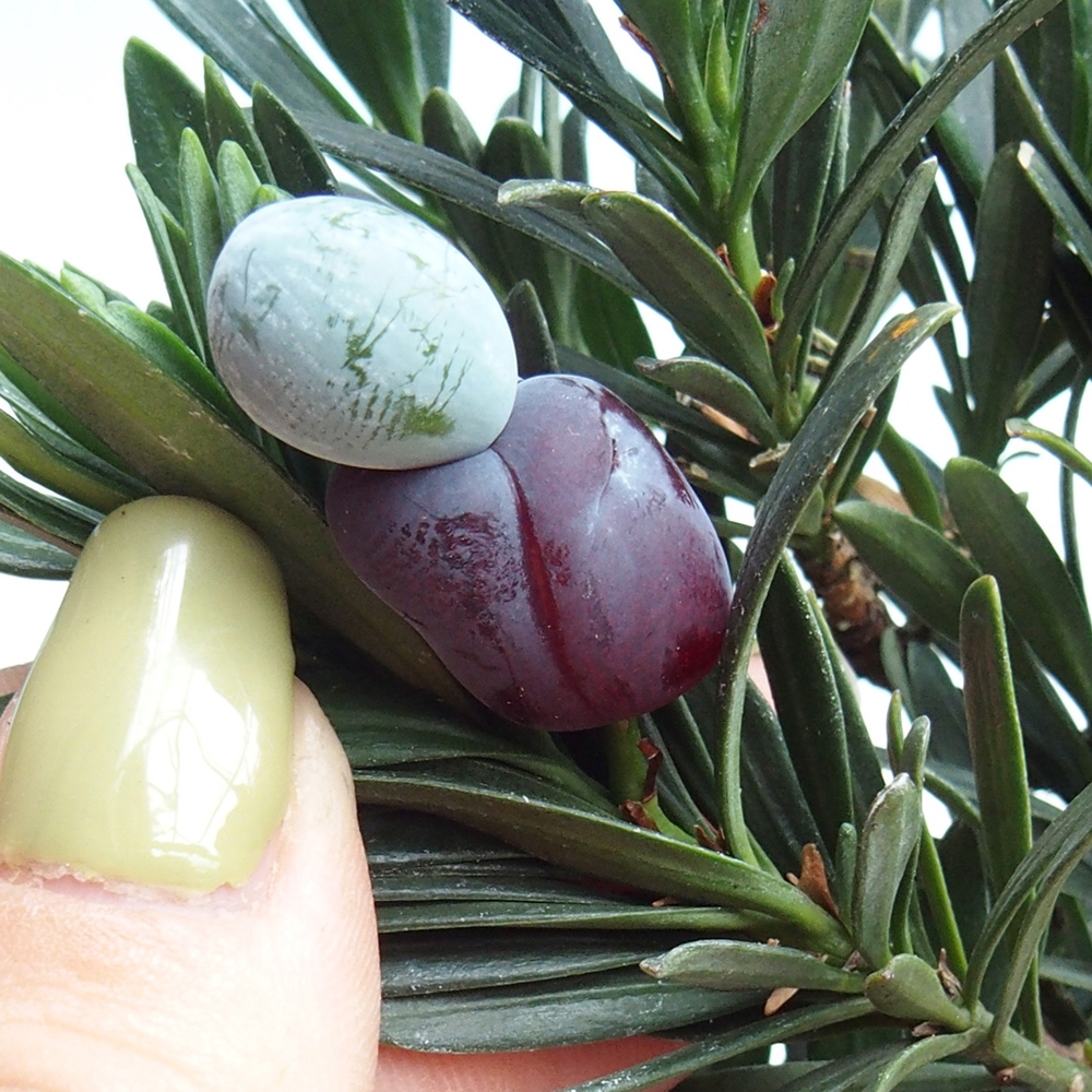 Zimmerbonsai - Podocarpus - Steineibe