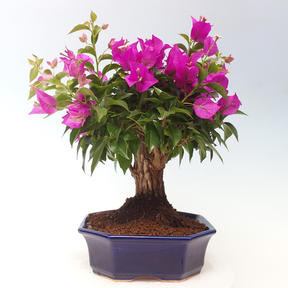 Indoor Bonsai - Bouganwilea