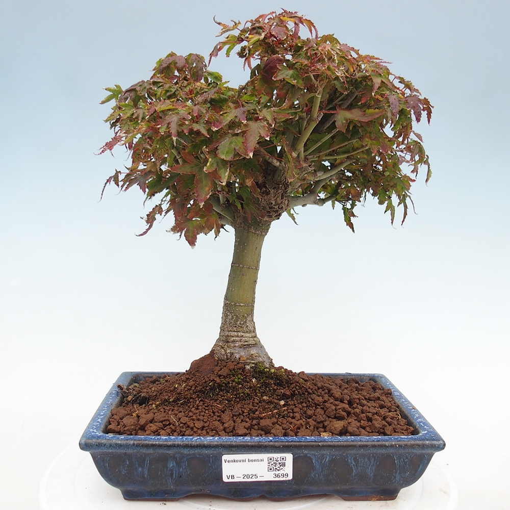 Acer palmatum KIOHIME - Palmetto-Ahorn