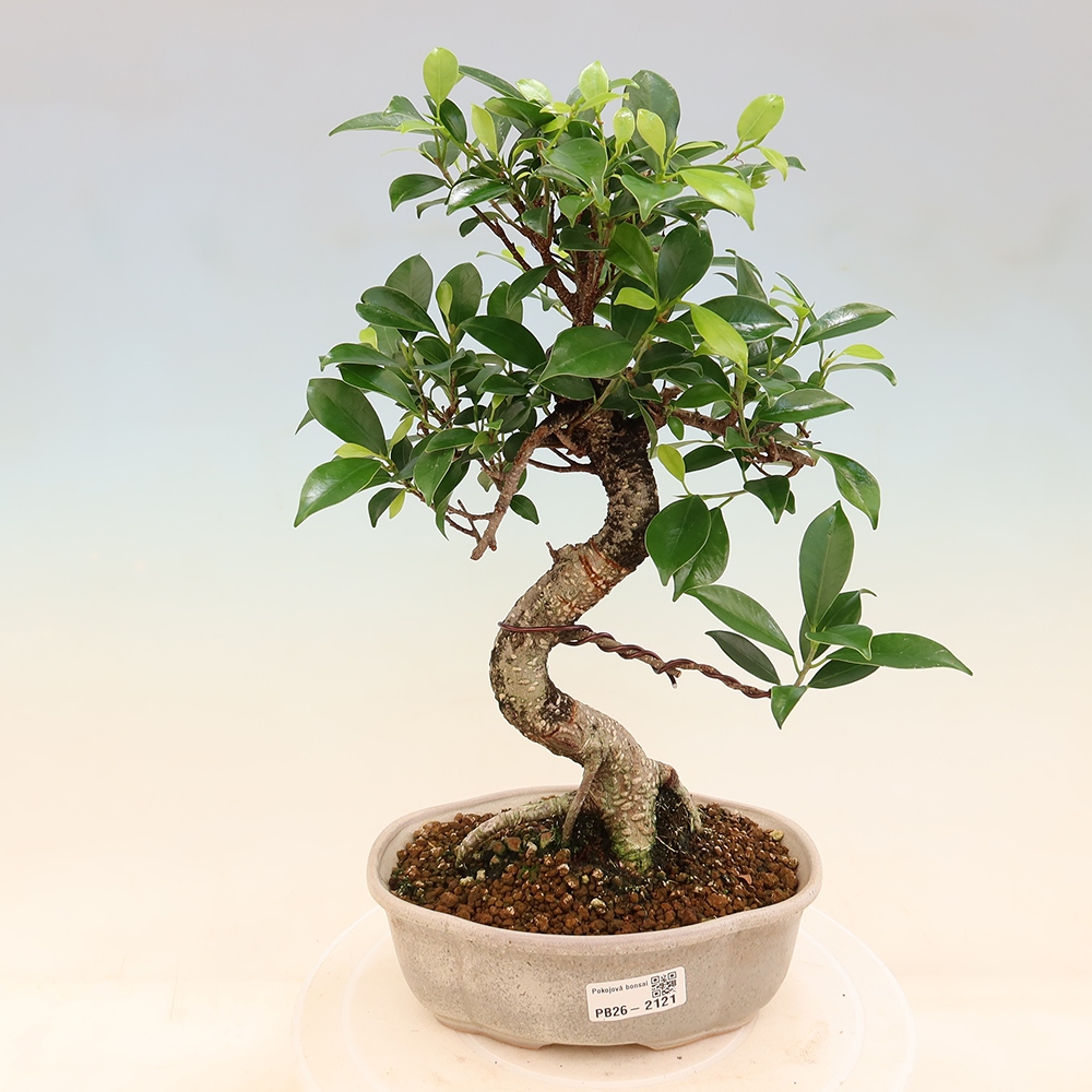Zimmerbonsai - Ficus retusa - Kleinblättriger Ficus