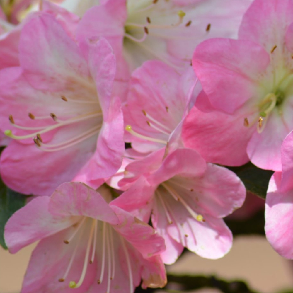 Bonsai für draußen - Japanische Azalee - Azalea Kinsho