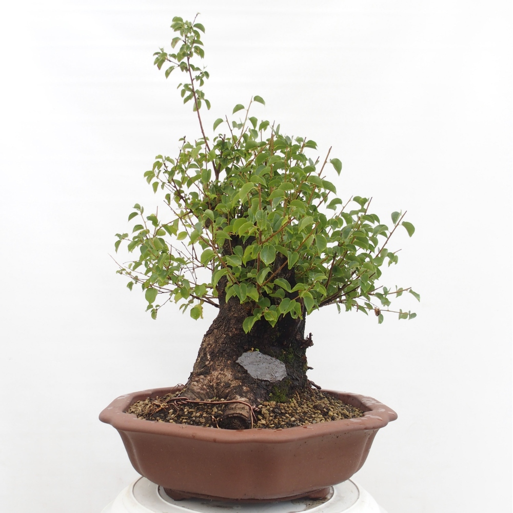 Bonsai im Freien - Mahalebka - Prunus mahaleb