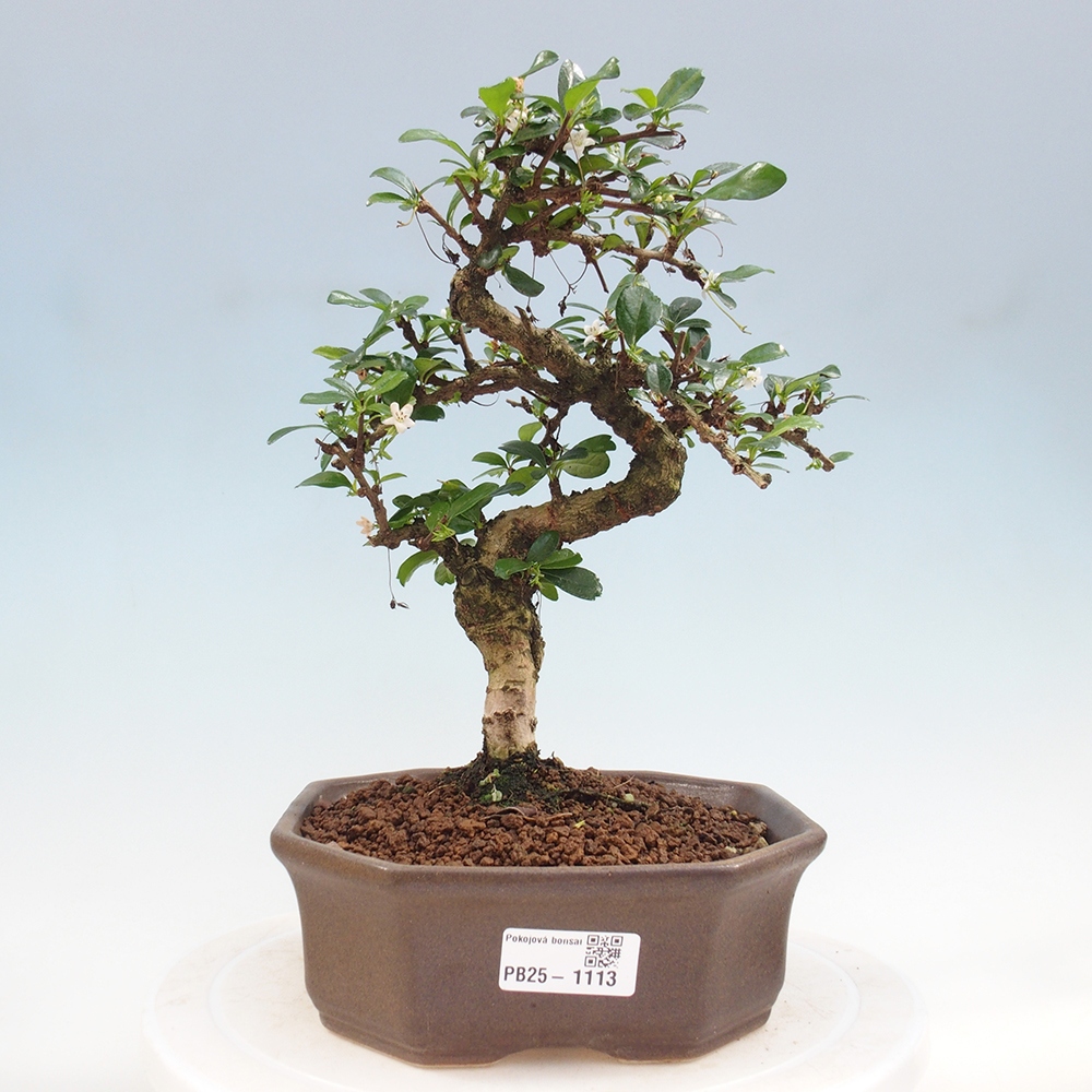 Zimmer Bonsai - Carmona macrophylla - Tea Fuki