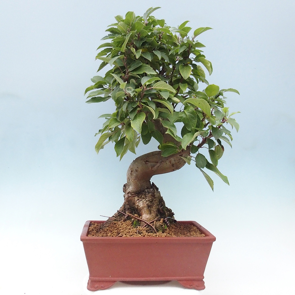 Bonsai im Freien - Malus halliana - Kleinfruchtiger Apfelbaum