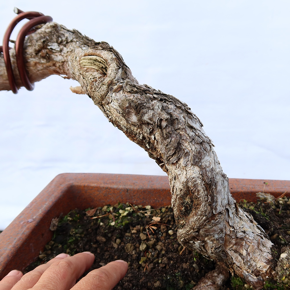 Pinus sylvestris Spanien – Waldkiefer
