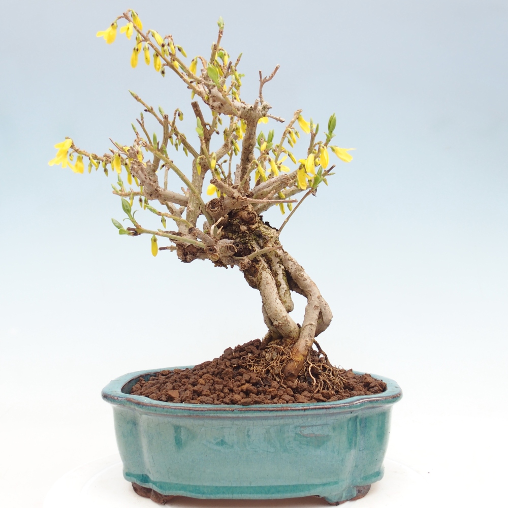 Bonsai für draußen - Zlatice - Forsythia koreana