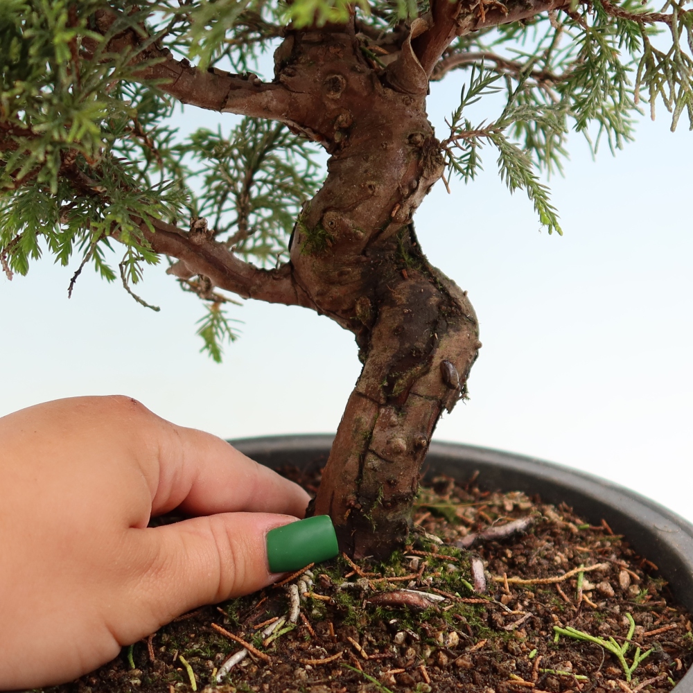 Bonsai für draußen - Juniperus chinensis Itoigawa-Juniperus chinensis
