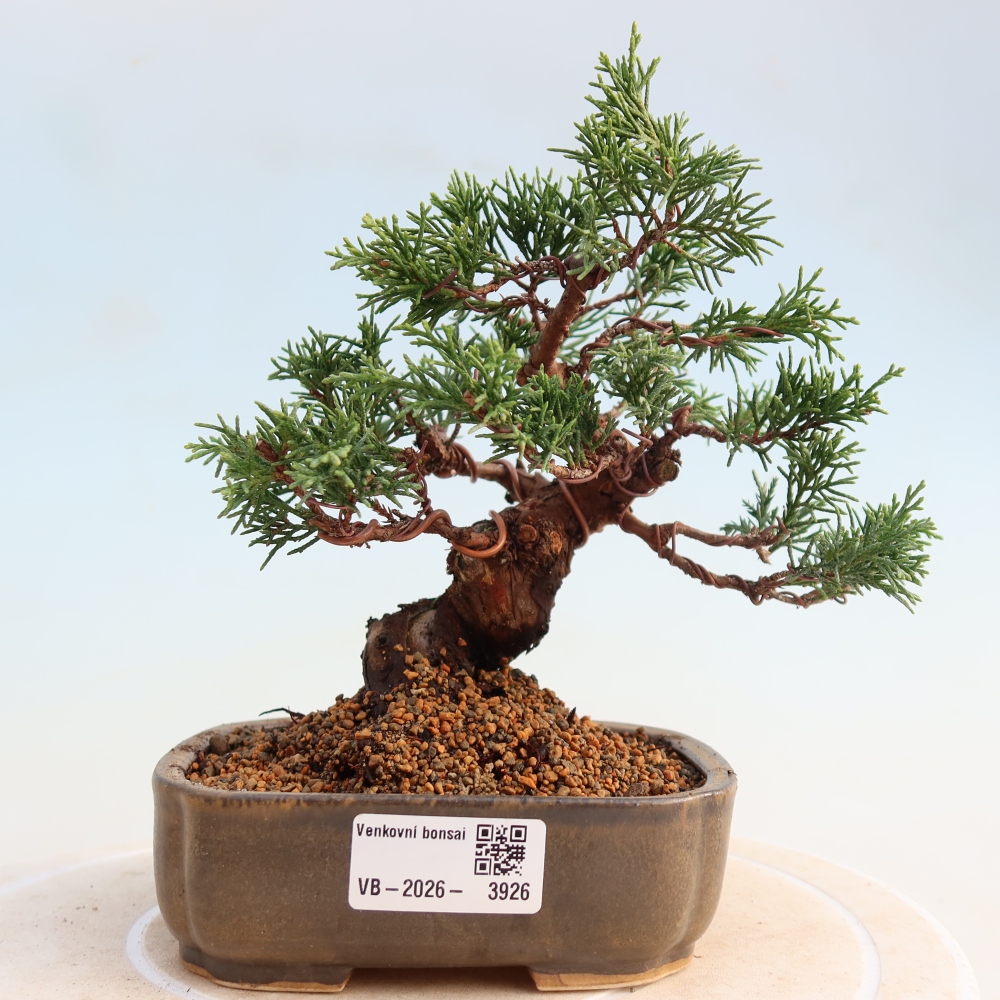 Outdoor bonsai - Juniperus chinensis Itoigawa - Chinese juniper