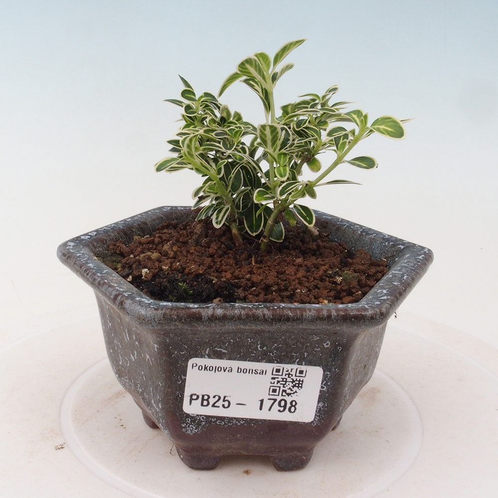 Zimmerbonsai - Serissa foetida Variegata - Baum der tausend Sterne