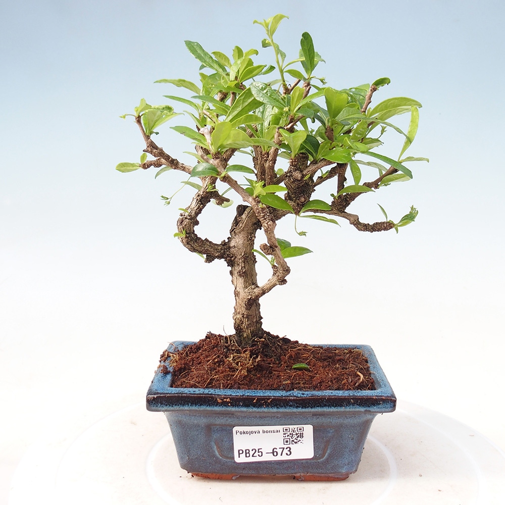 Zimmerbonsai - Carmona Macrophylla - Fuki-Tee