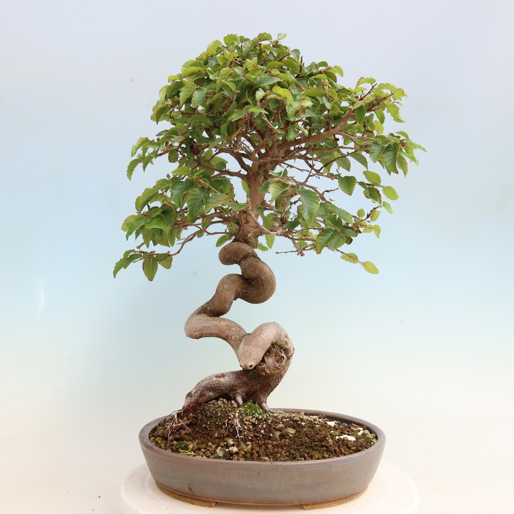 Bonsai für draußen -Carpinus CARPINOIDES - Koreanische Hainbuche