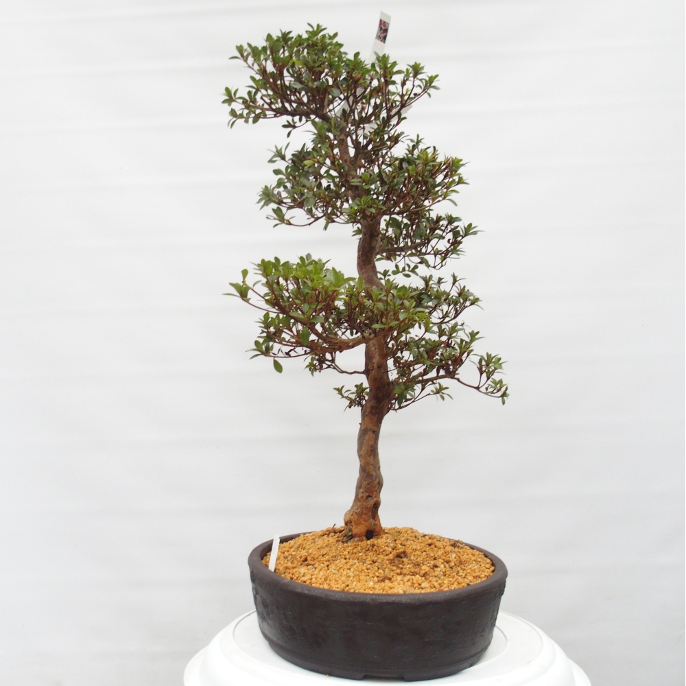 Bonsai für draußen - Japanische Azalee - Azalee Hanatsuzuri