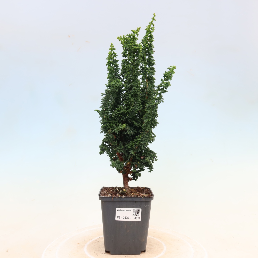 Bonsai für draußen - Cham. obtusa SEKKA HINOKI - Zypresse