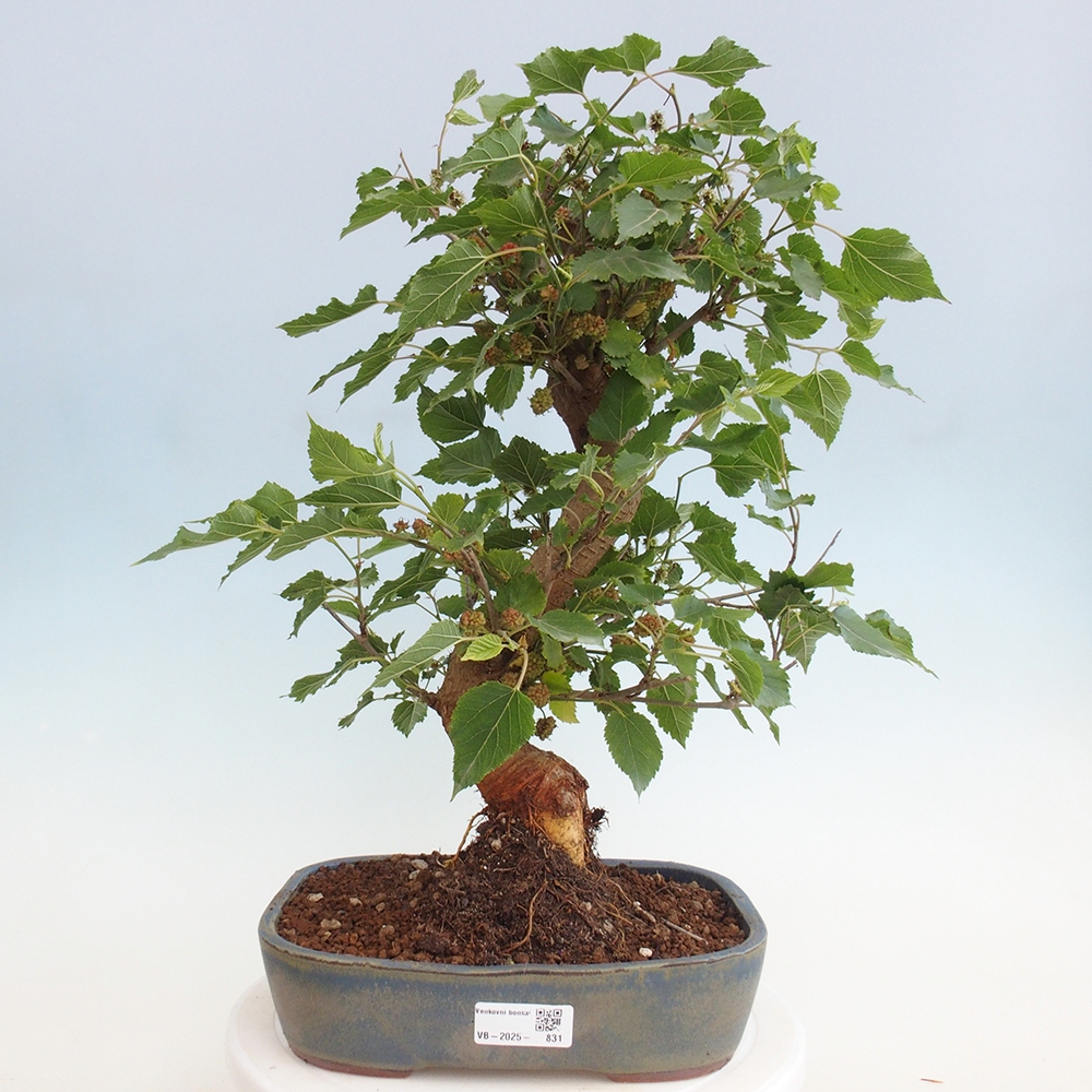 Bonsai im Freien - Morus alba - Maulbeere
