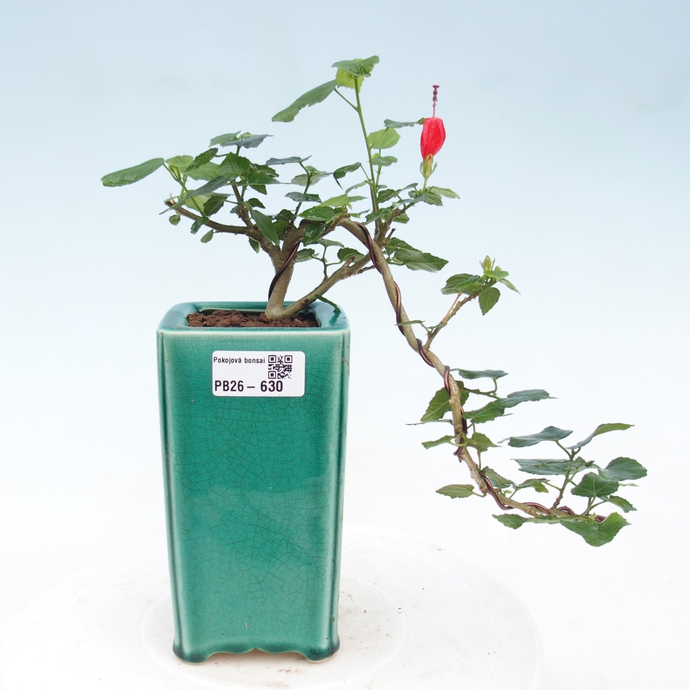 Zimmerbonsai - Malvaviscus arboreus
