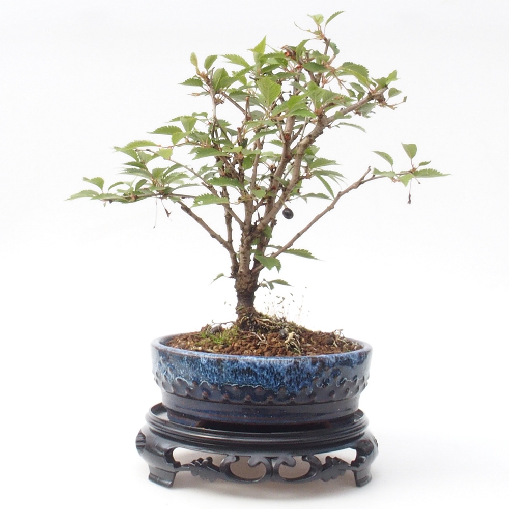 Bonsaitisch Kunststoff rund 17,5 x 17,5 x 4  cm, Farbe schwarz
