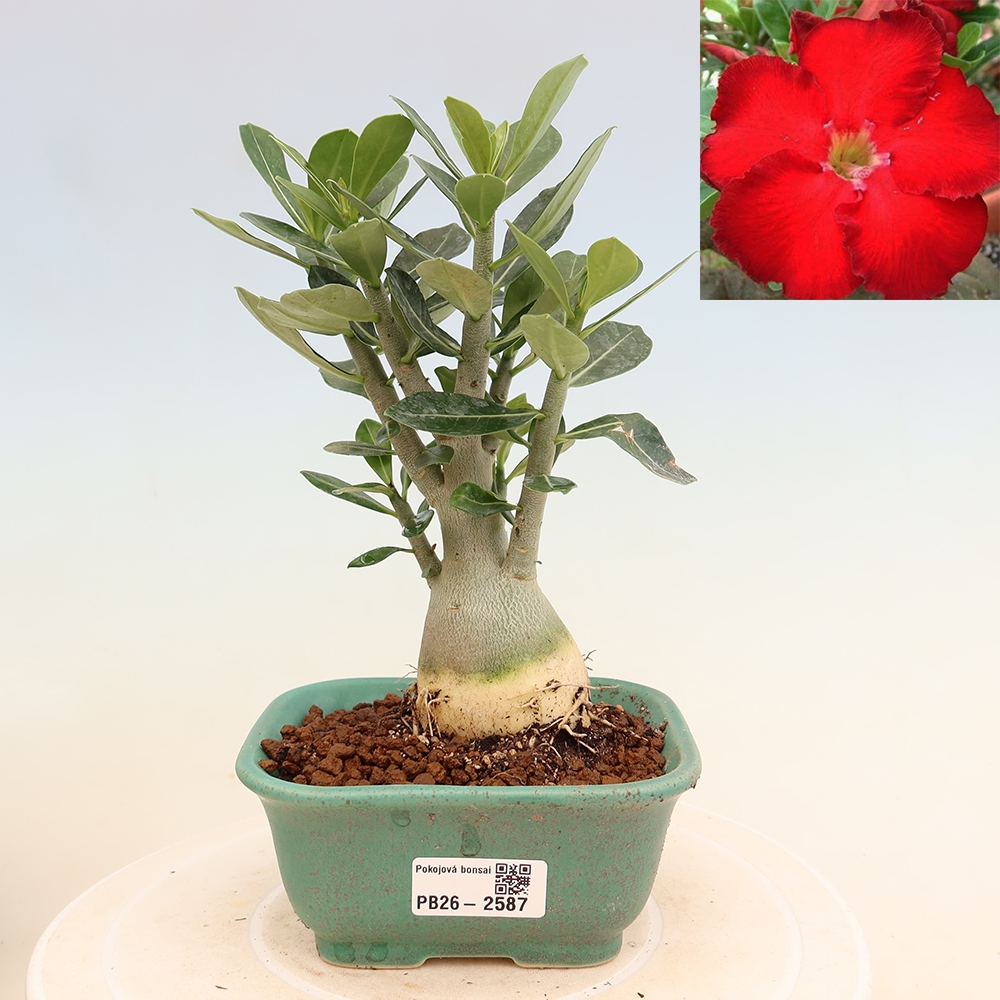 Zimmerbonsai – Adenium obesum „Red Star“ – Wüstenrose