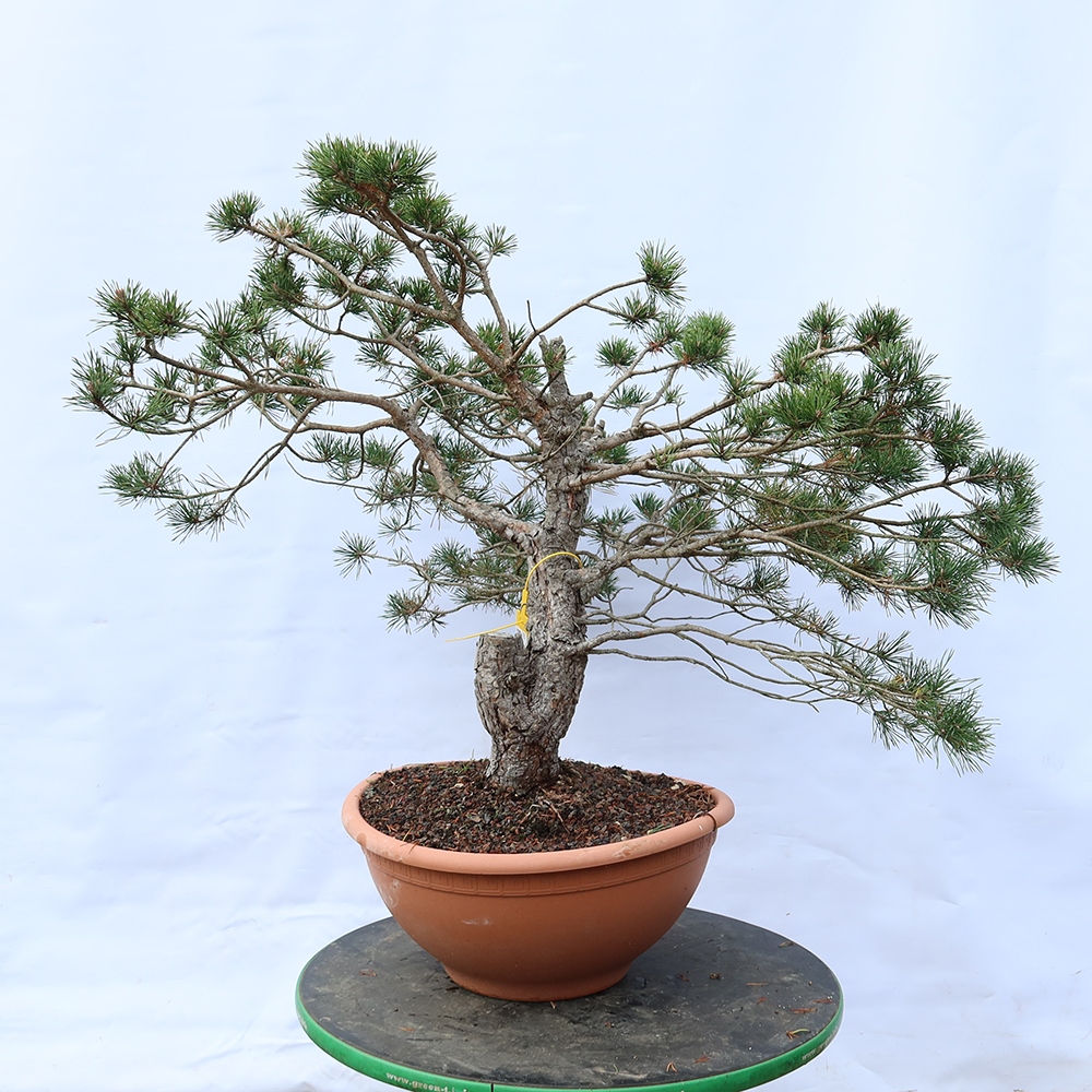 Pinus sylvestris Spanien – Waldkiefer