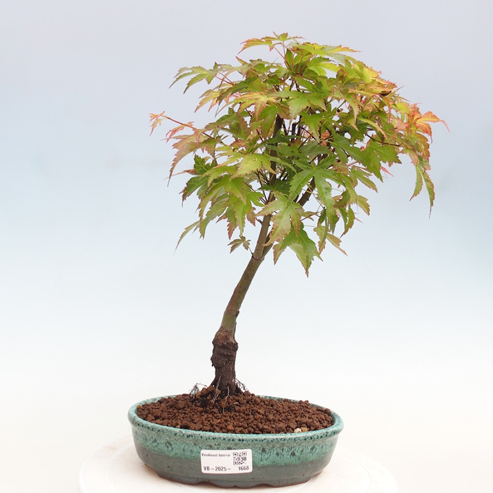 Ahorn - Acer palmatum Beni Tsukasa