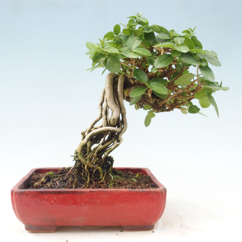Zimmerbonsai - Premna serratifolia - Kozlovon kleinblättrig