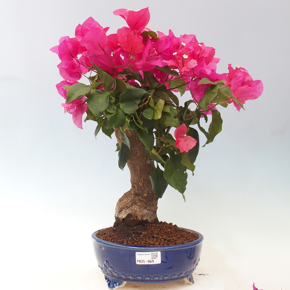 Indoor Bonsai - Bouganwilea