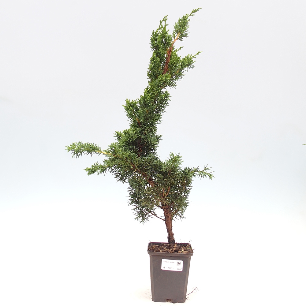 Outdoor-Bonsai - Juniperus chinensis Kishu - Chinesischer Wacholder