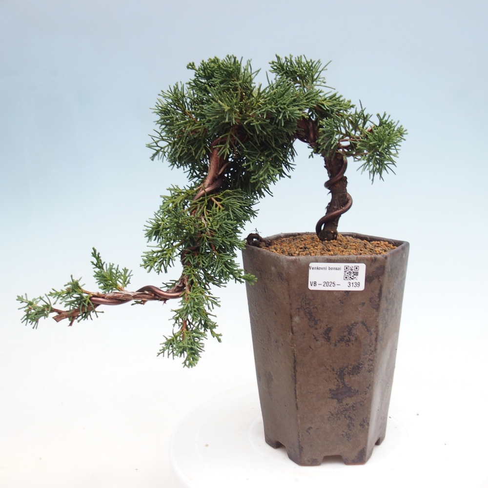 Bonsai im Freien - Juniperus chinensis Kishu - Chinesischer Wacholder