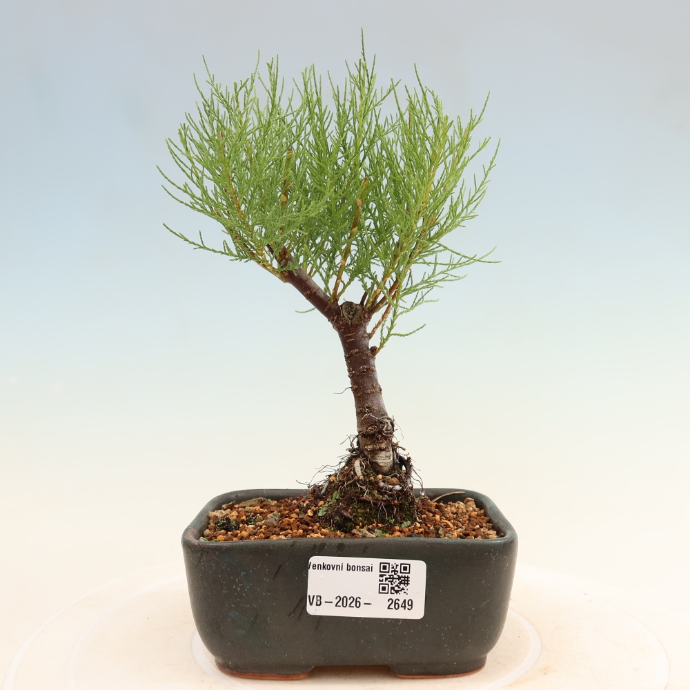 Bonsai für draußen - Tamariske - Tamarix