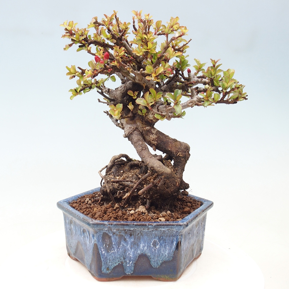 Bonsai für draußen - Chaneomeles speciosa - Quitte