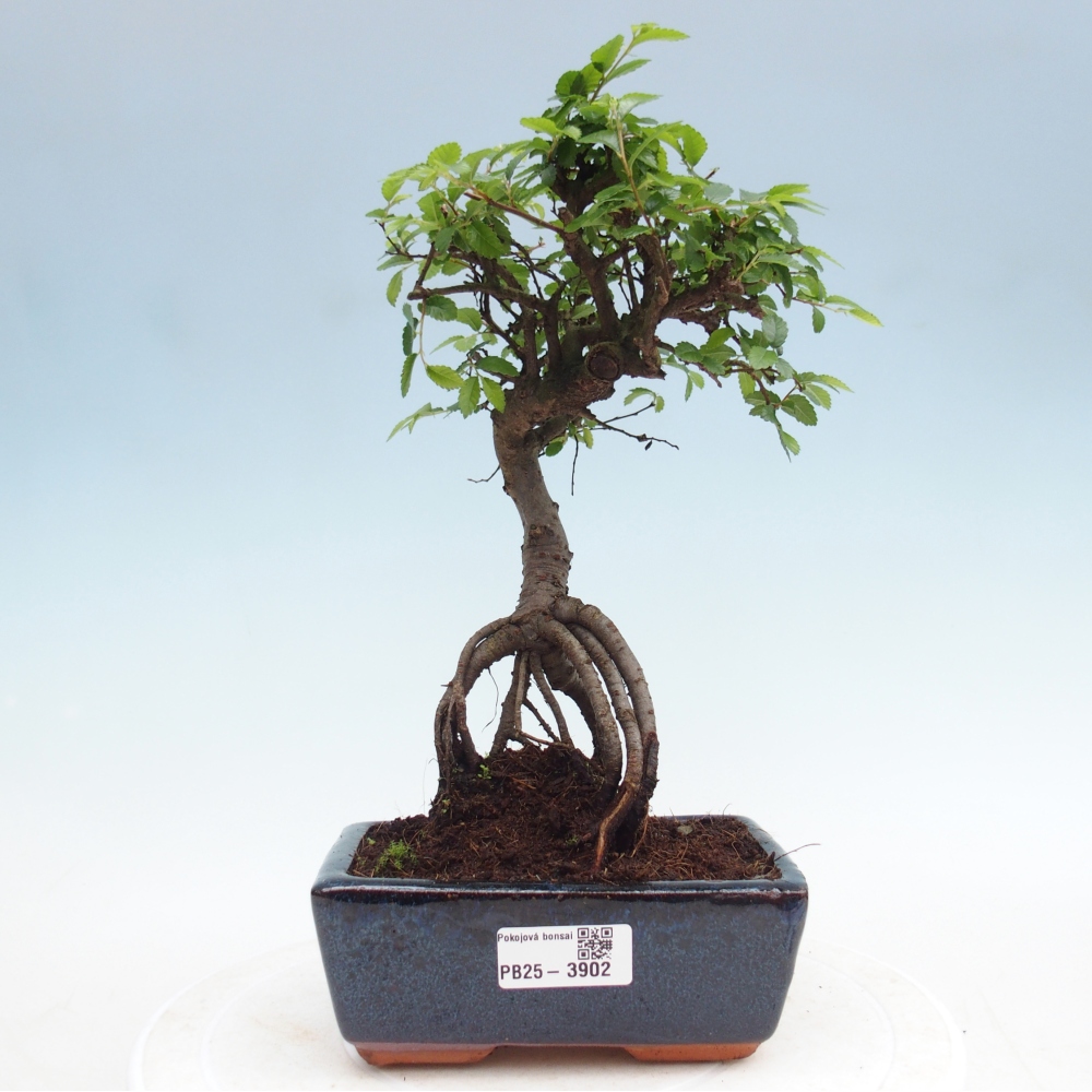 Zimmerbonsai - Ulmus parvifolia - Kleinblättrige Ulme