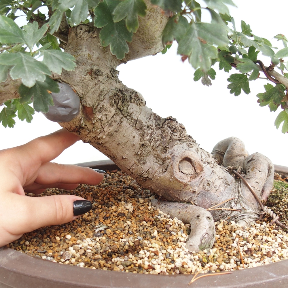 Bonsai im Freien - Rosa Weißdorn, vollblütig - Crataegus 
