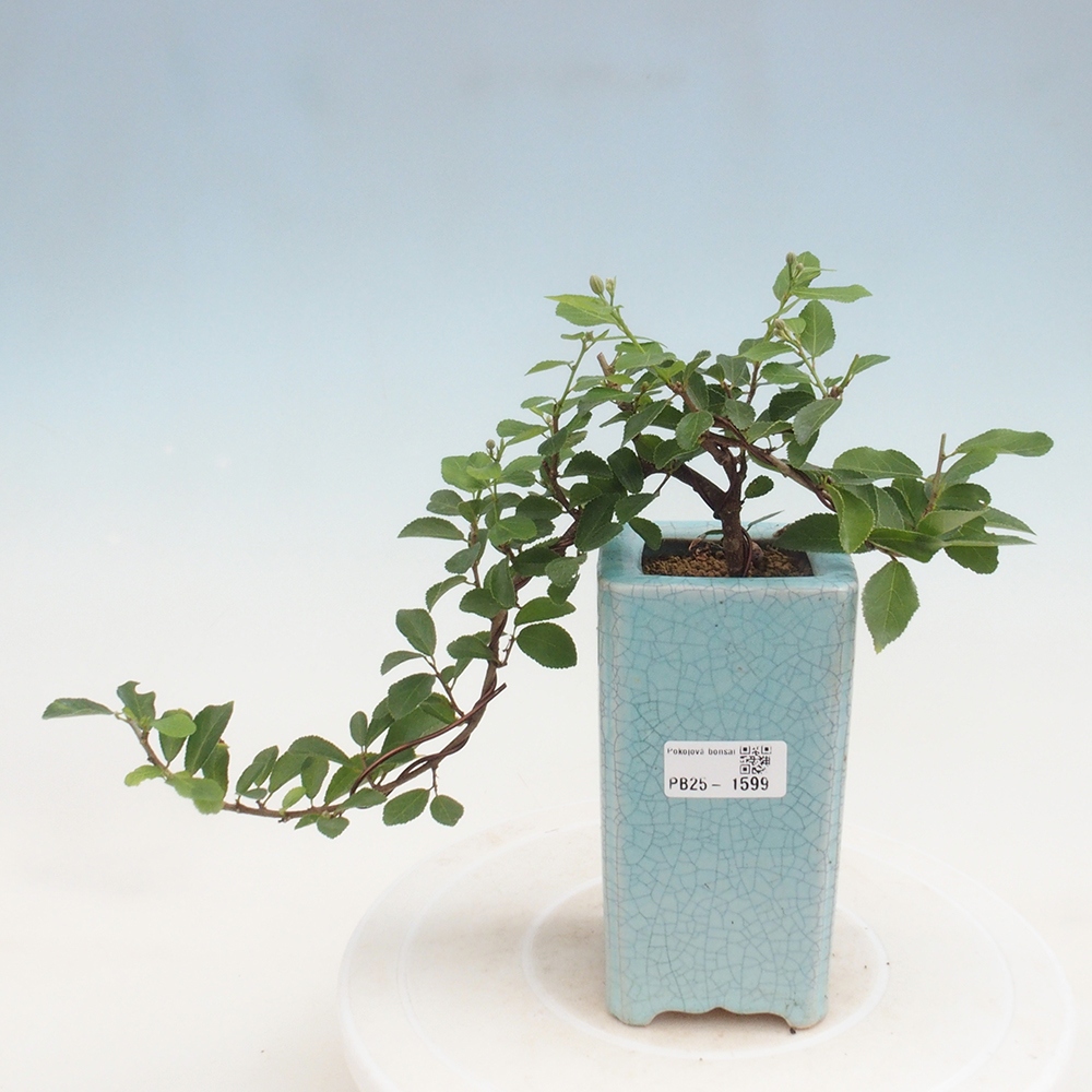 Zimmerbonsai - Grewia occidentalis - Lavendelstern